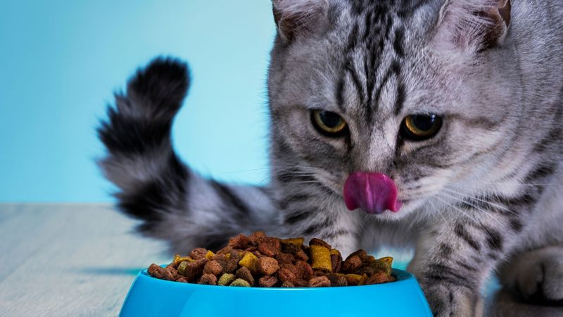 DO: Establish a Consistent Feeding Schedule