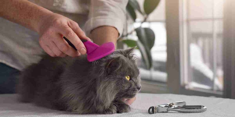DO: Groom Your Cat Regularly