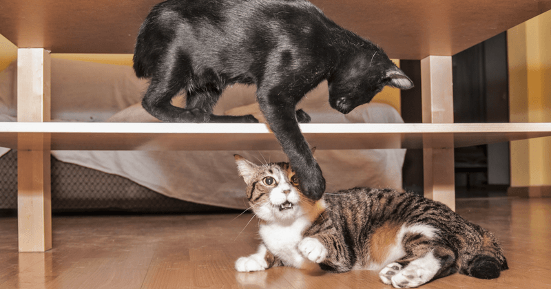 DO: Introduce New Pets Gradually