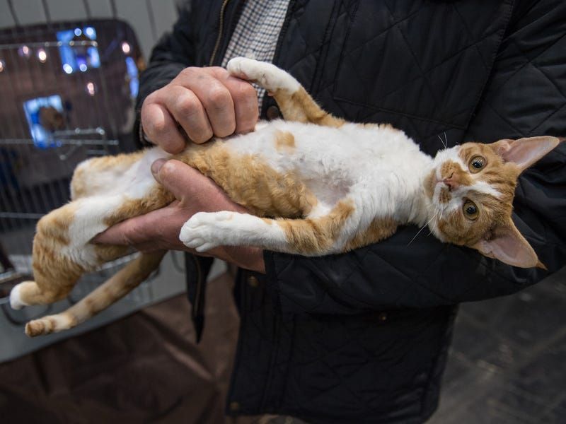 DON'T: Force Unwanted Attention on Your Cat