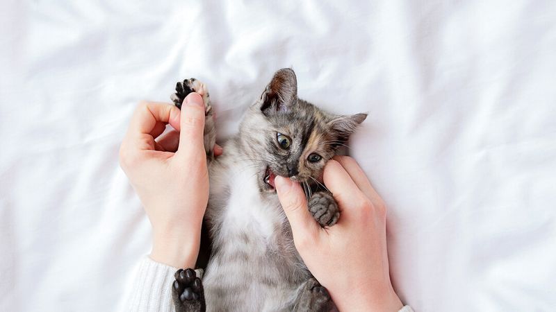DON'T: Use Your Hands as Toys