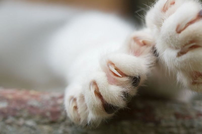 DON'T: Declaw Your Cat