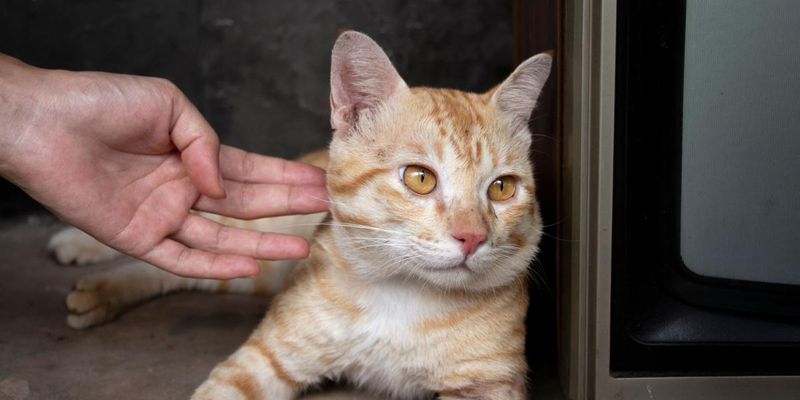 DON'T: Punish Your Cat Physically