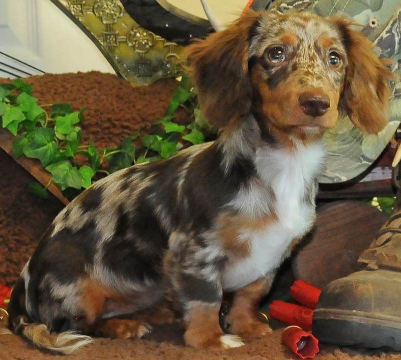 Dachshund and Egyptian Mau