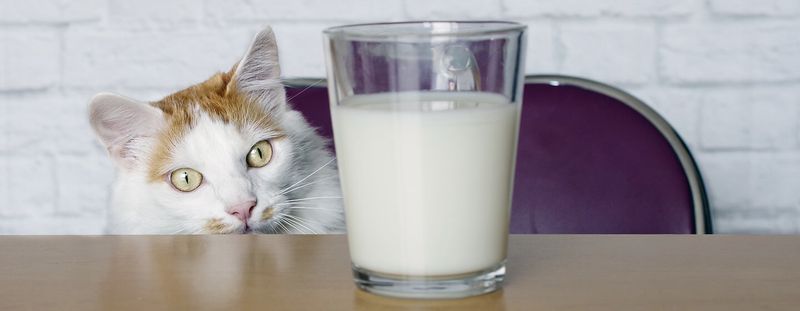 Dairy Products