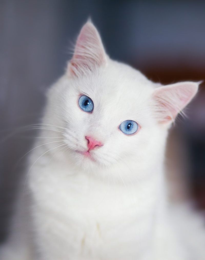 Deafness in White Cats