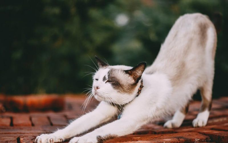 Declawing Is Like a Manicure