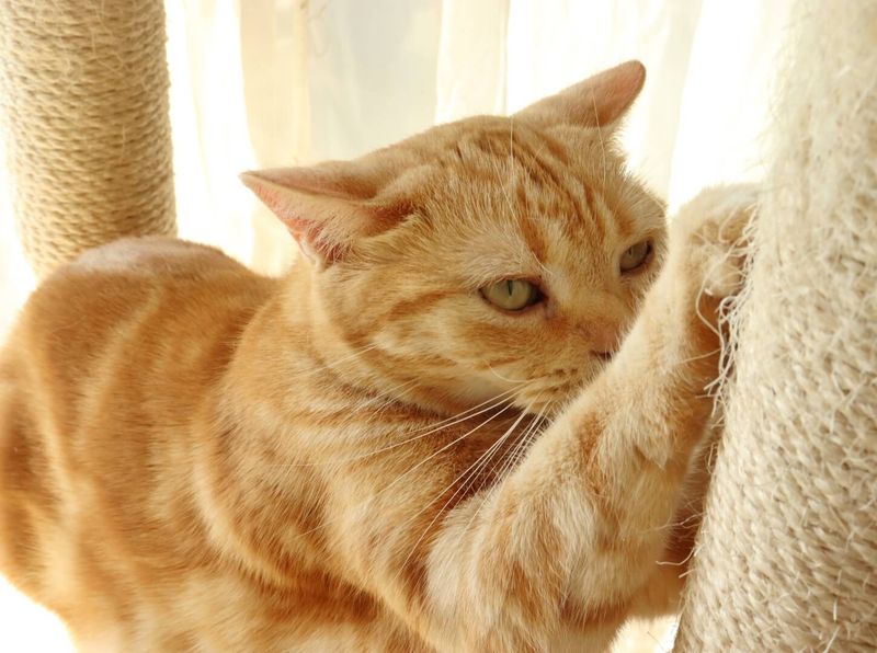 Declawing Is a Humane Solution