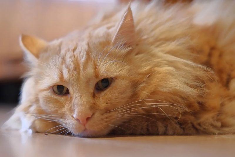 Decreased Grooming and Unkempt Appearance