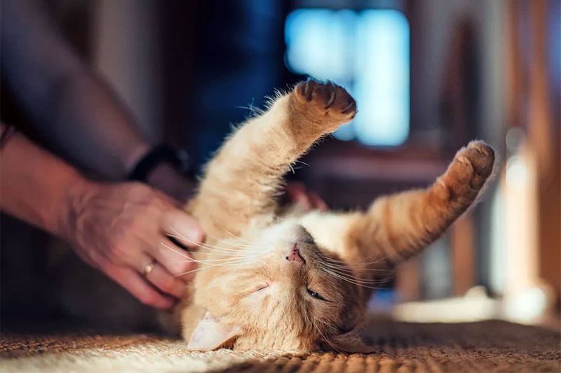 Deep Belly Rubs