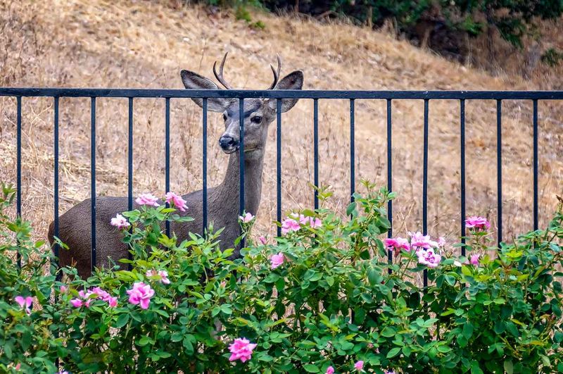 Deer