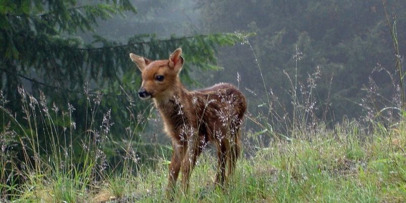Deer