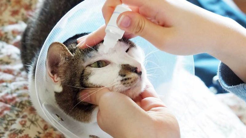 Defying Veterinary Timelines