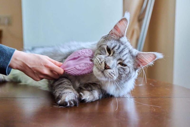 Demanding Grooming Routine