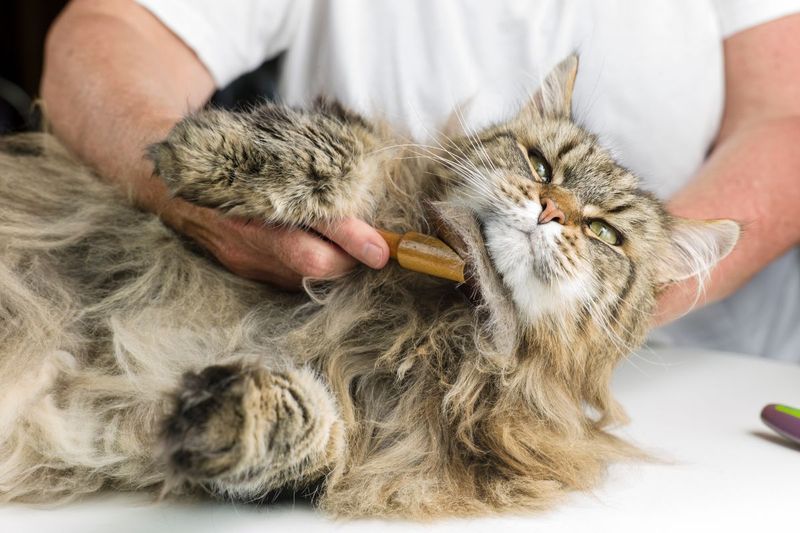 Demanding Grooming Schedule