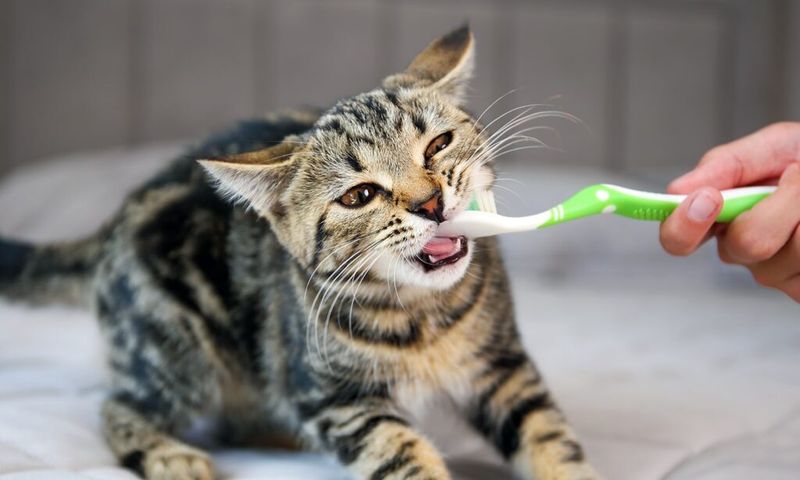 Dental Care