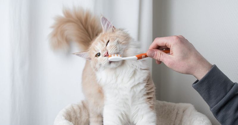 Dental Care