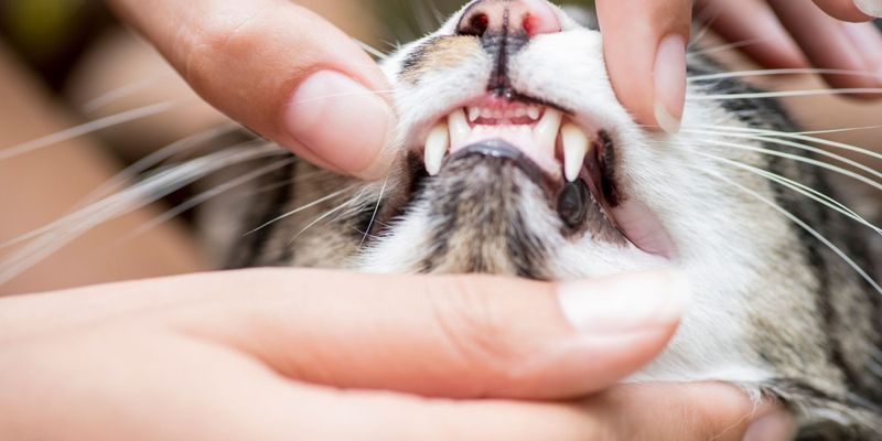 Dental Disease Affects Most Adult Cats