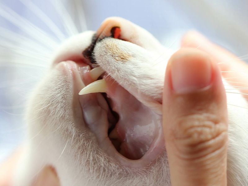 Dental Issues