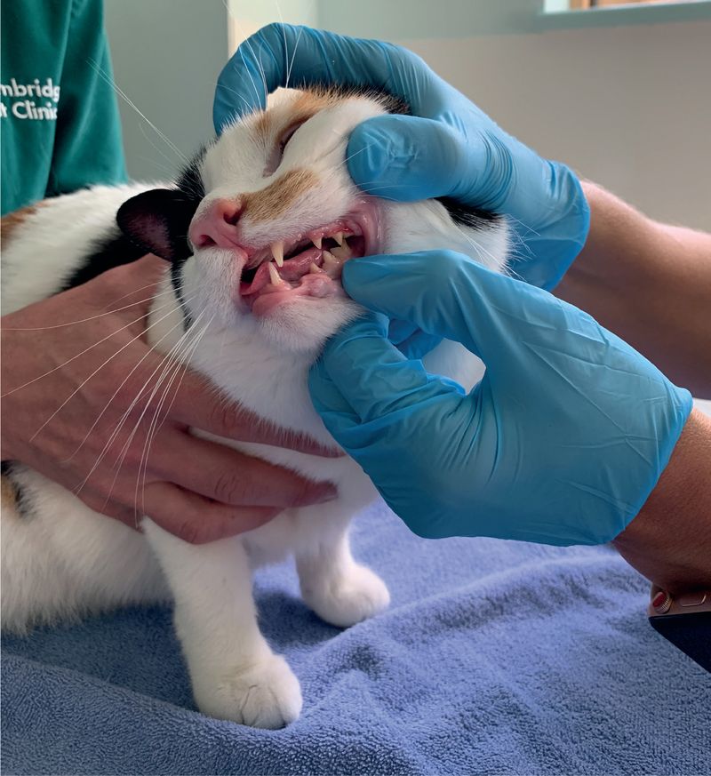 Dental Issues