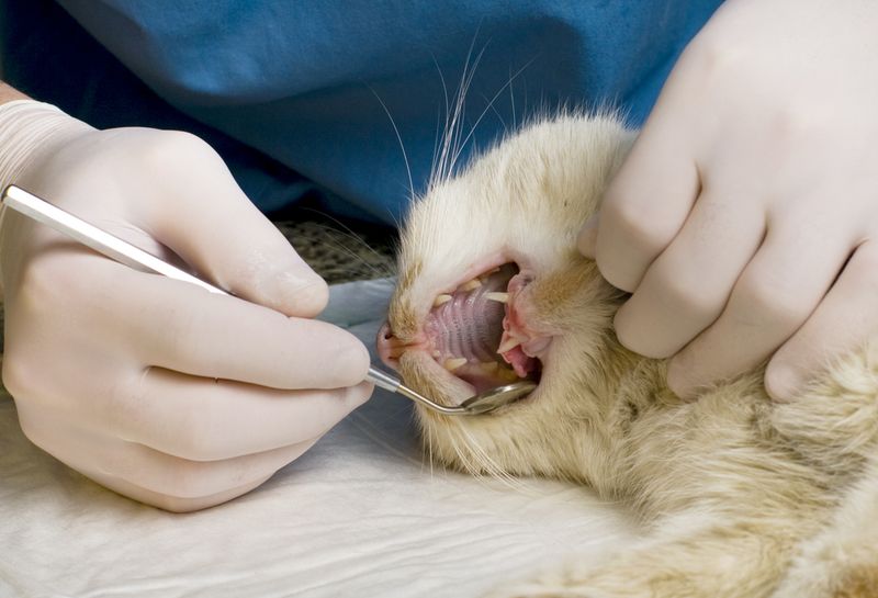 Dental Issues