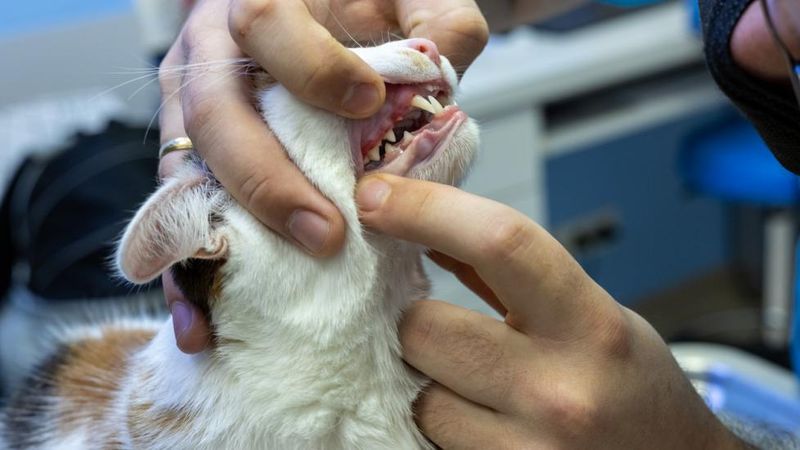 Dental Problems