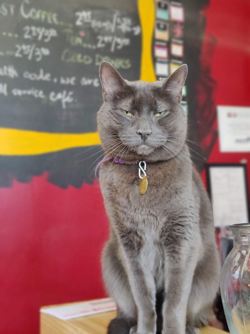 Denver Cat Company – Denver, CO