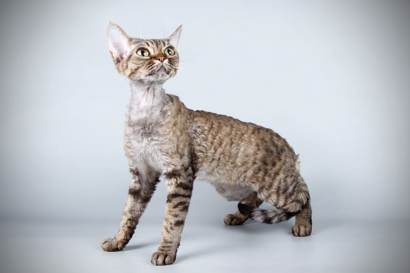 Devon Rex – Remy