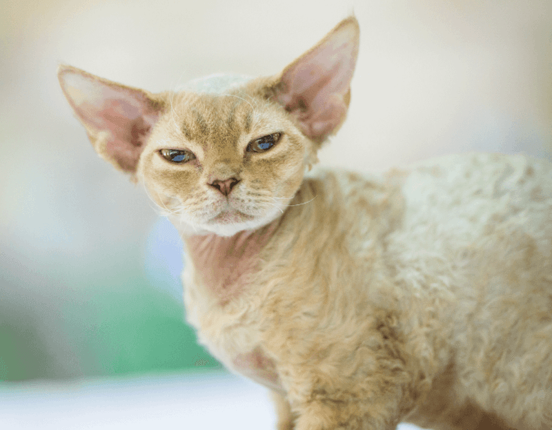 Devon Rex