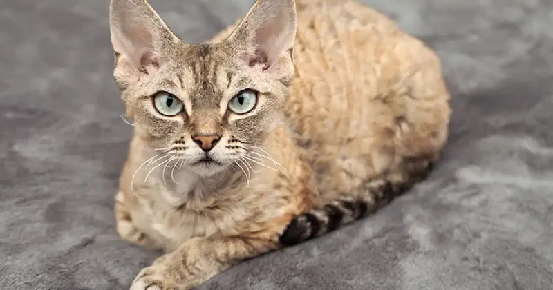 Devon Rex