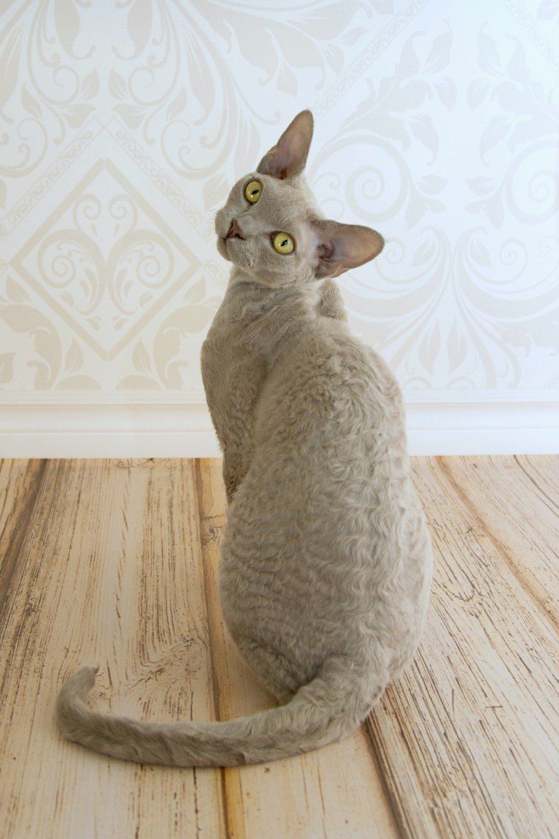 Devon Rex
