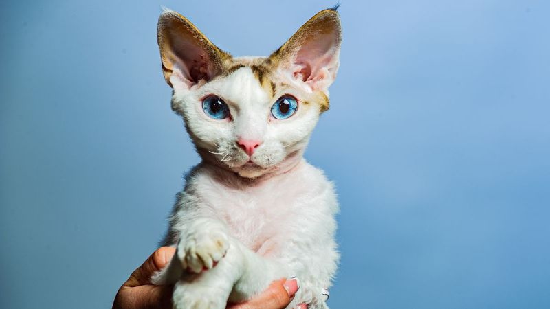 Devon Rex