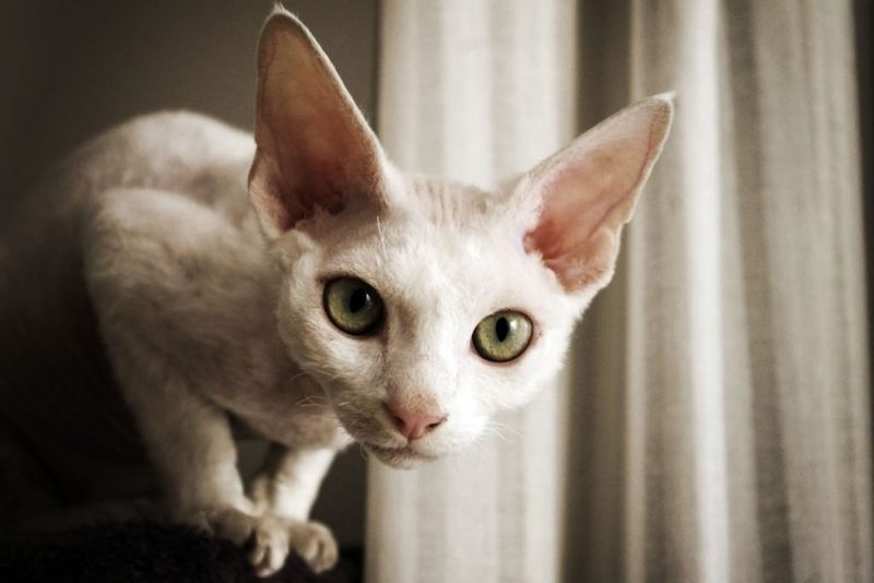 Devon Rex