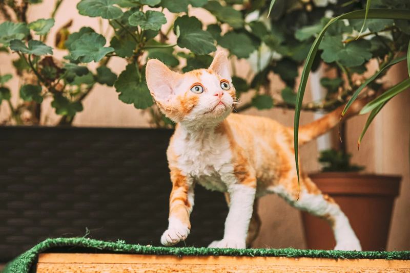 Devon Rex
