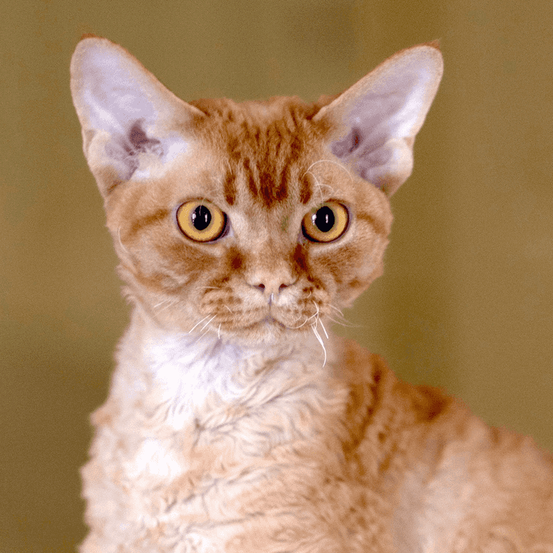 Devon Rex