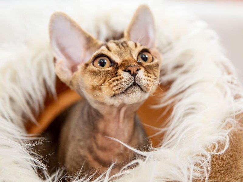Devon Rex
