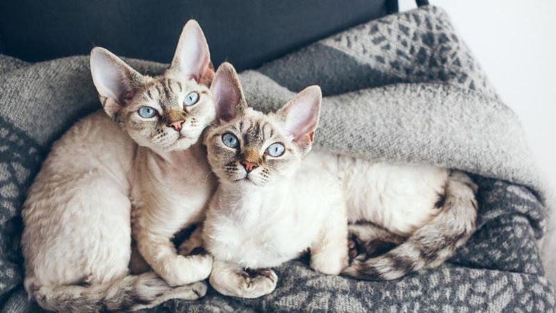 Devon Rex