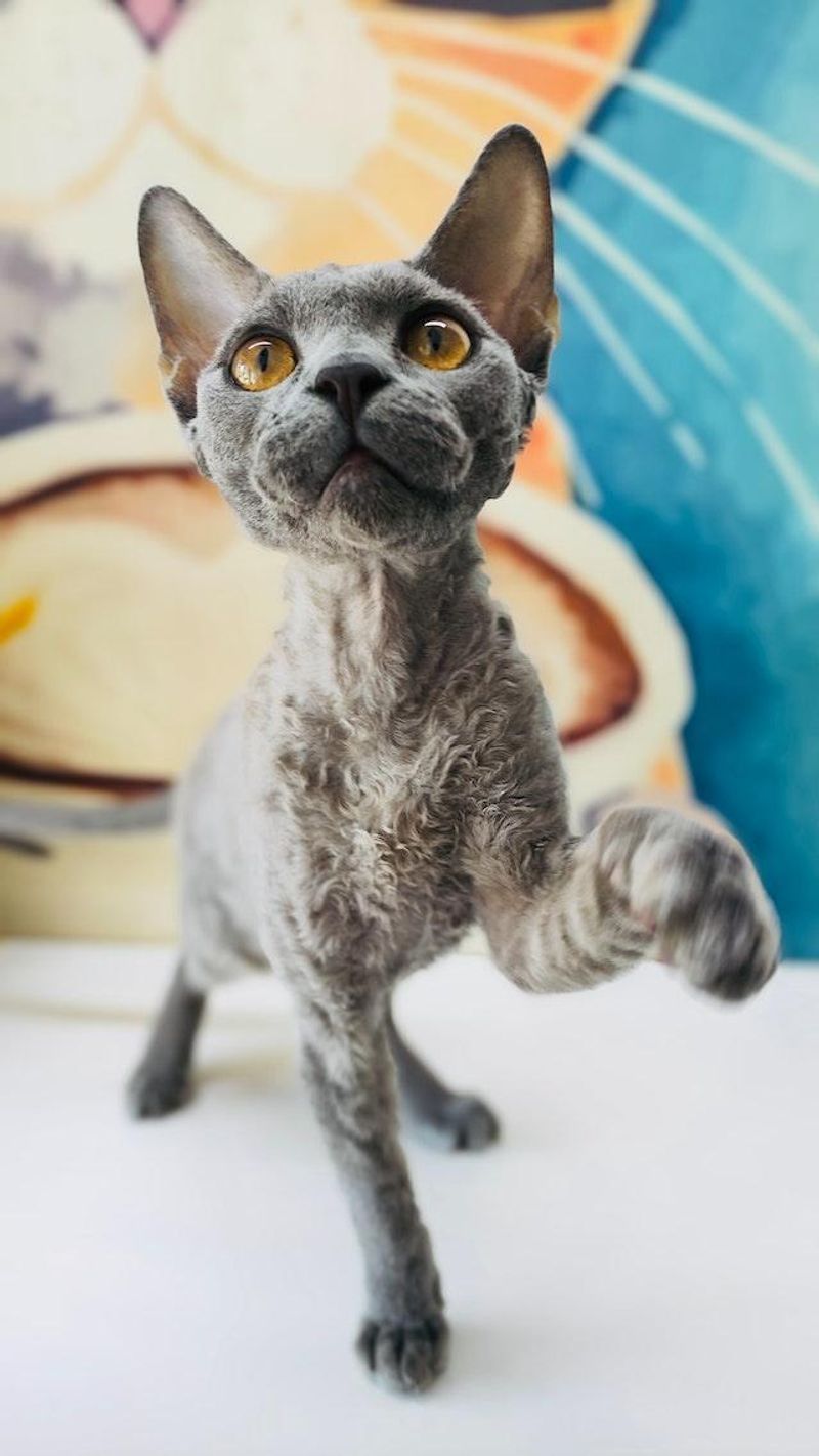 Devon Rex