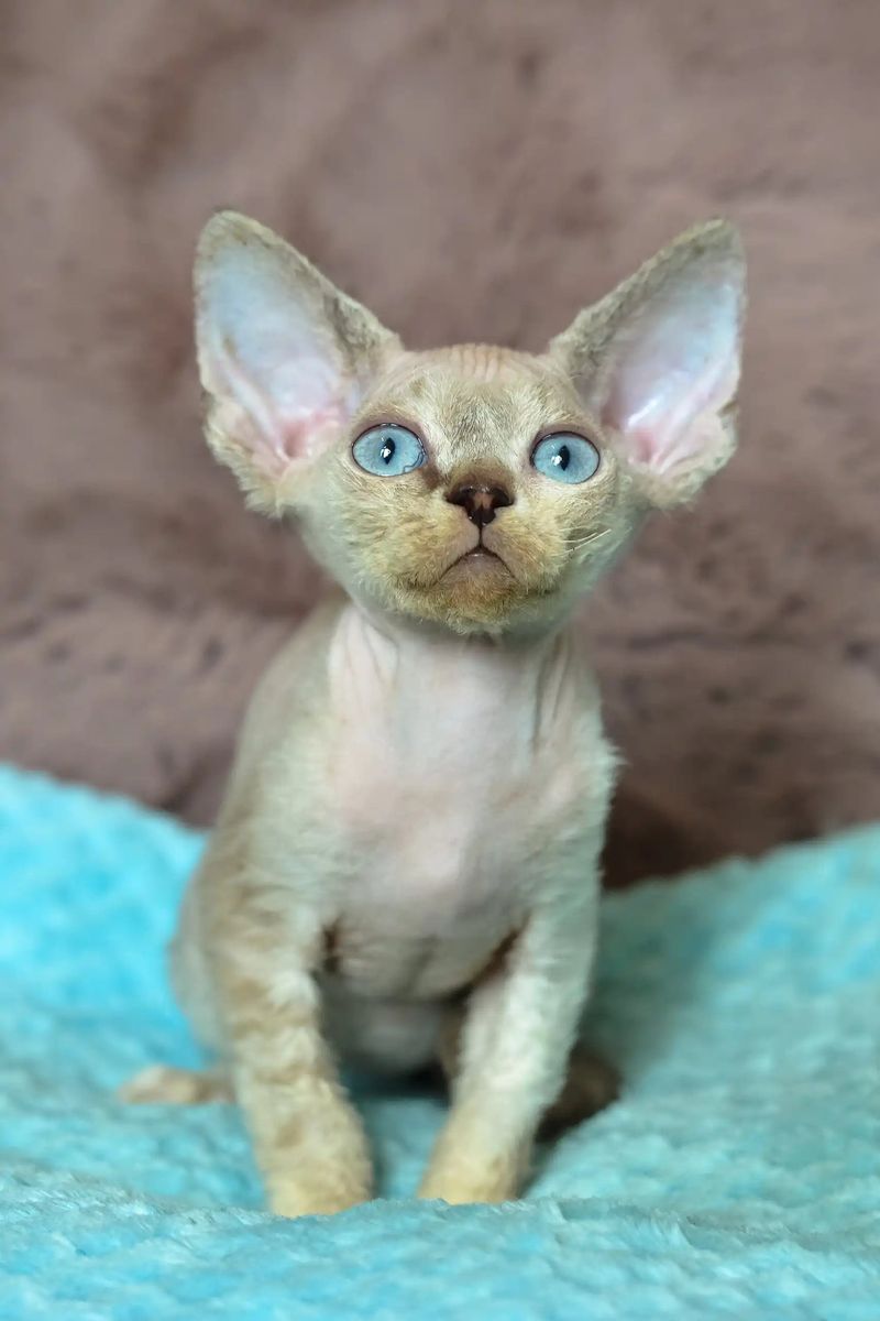 Devon Rex