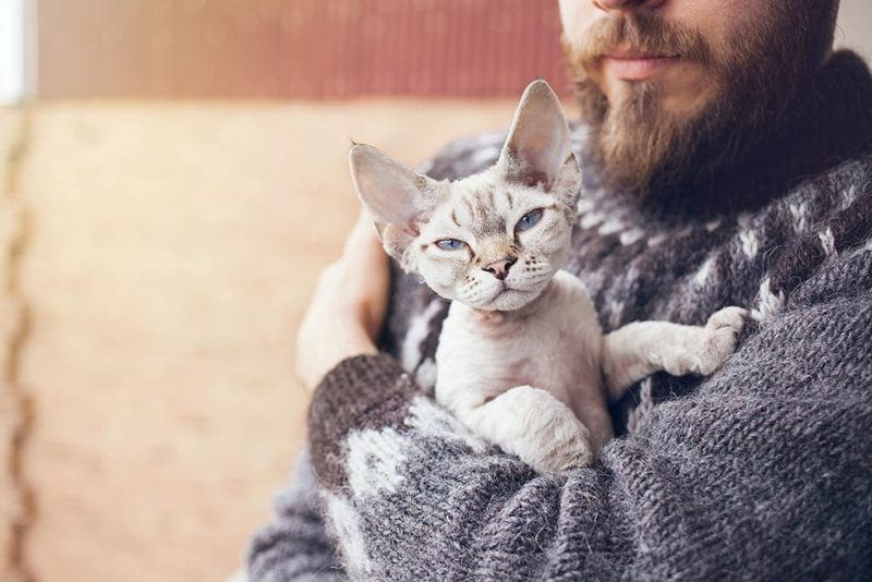 Devon Rex