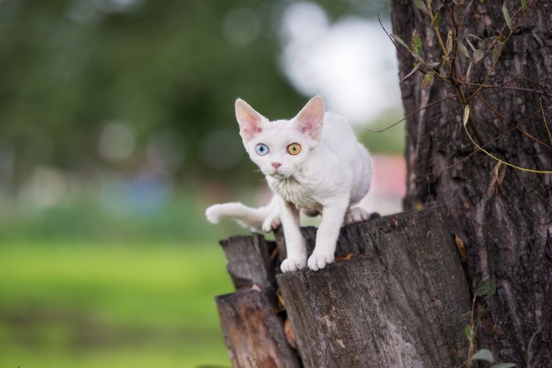 Devon Rex