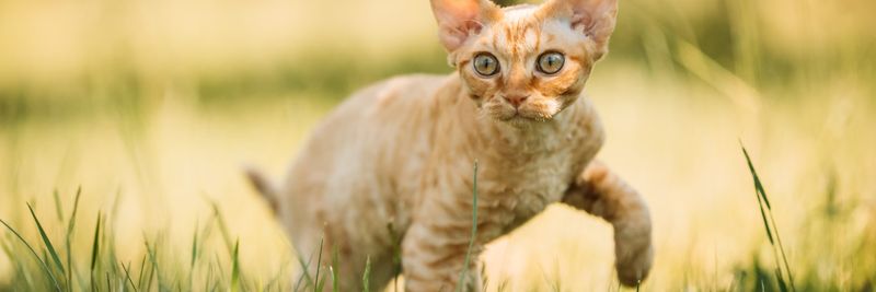 Devon Rex