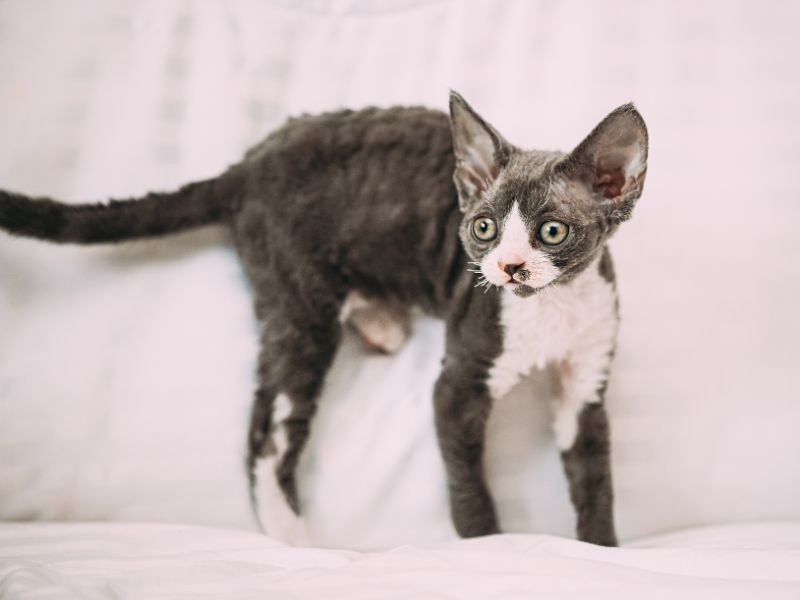 Devon Rex