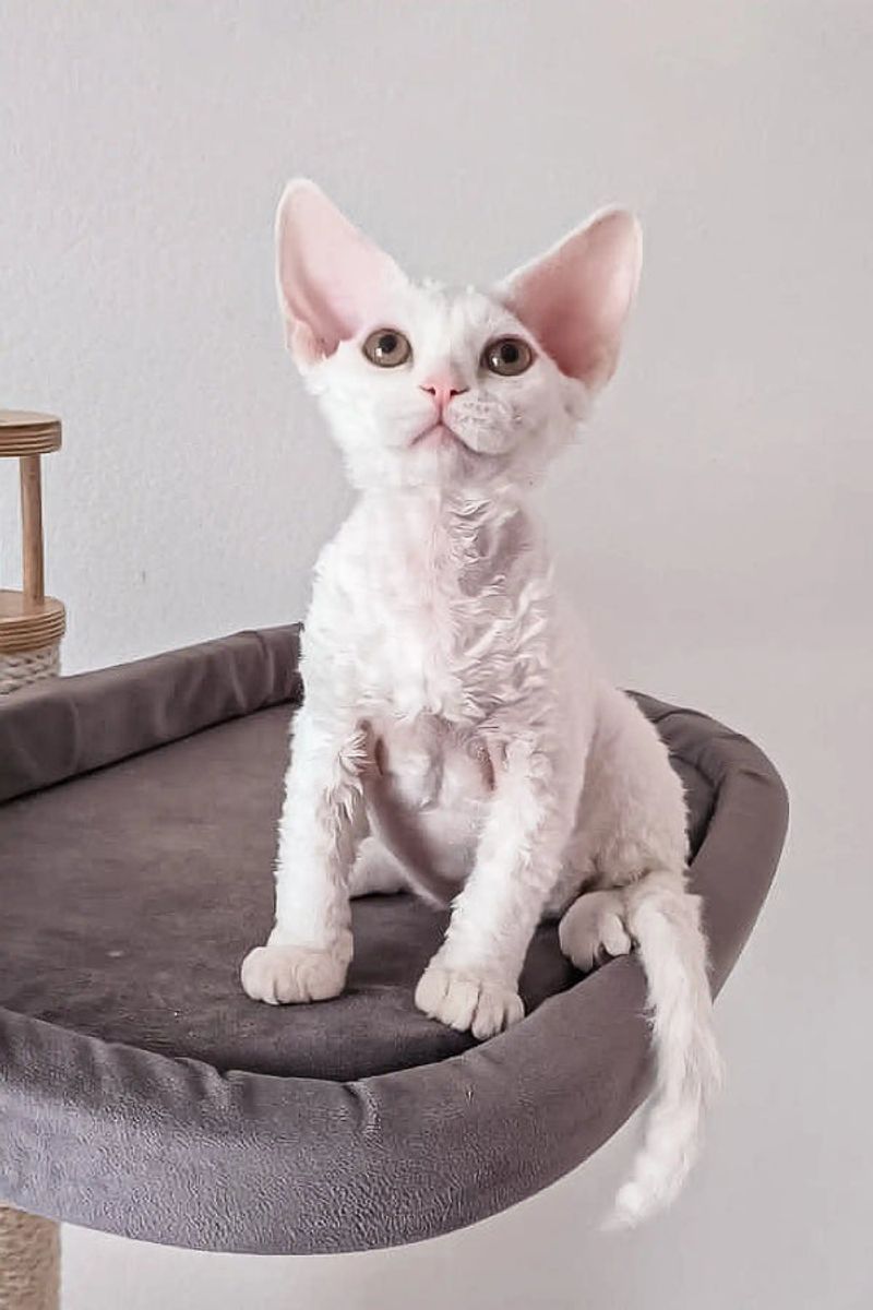 Devon Rex