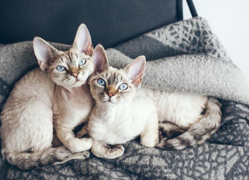 Devon Rex