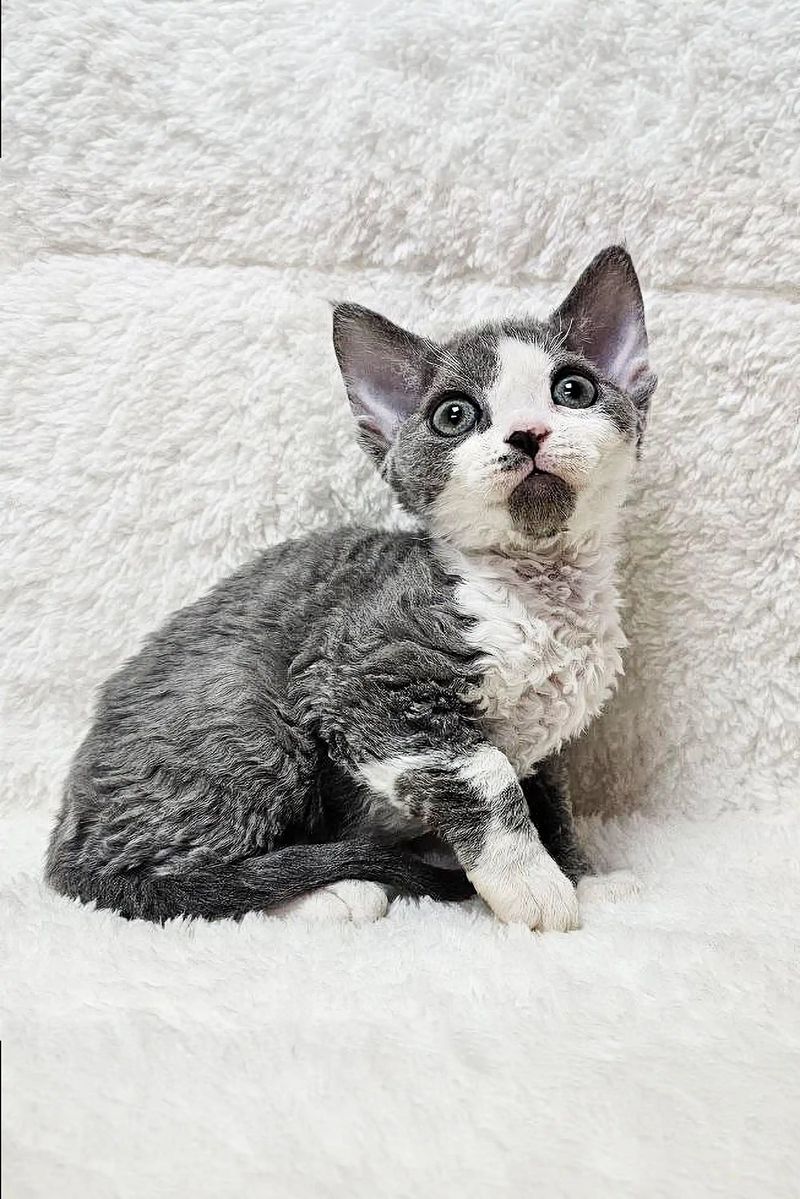 Devon Rex