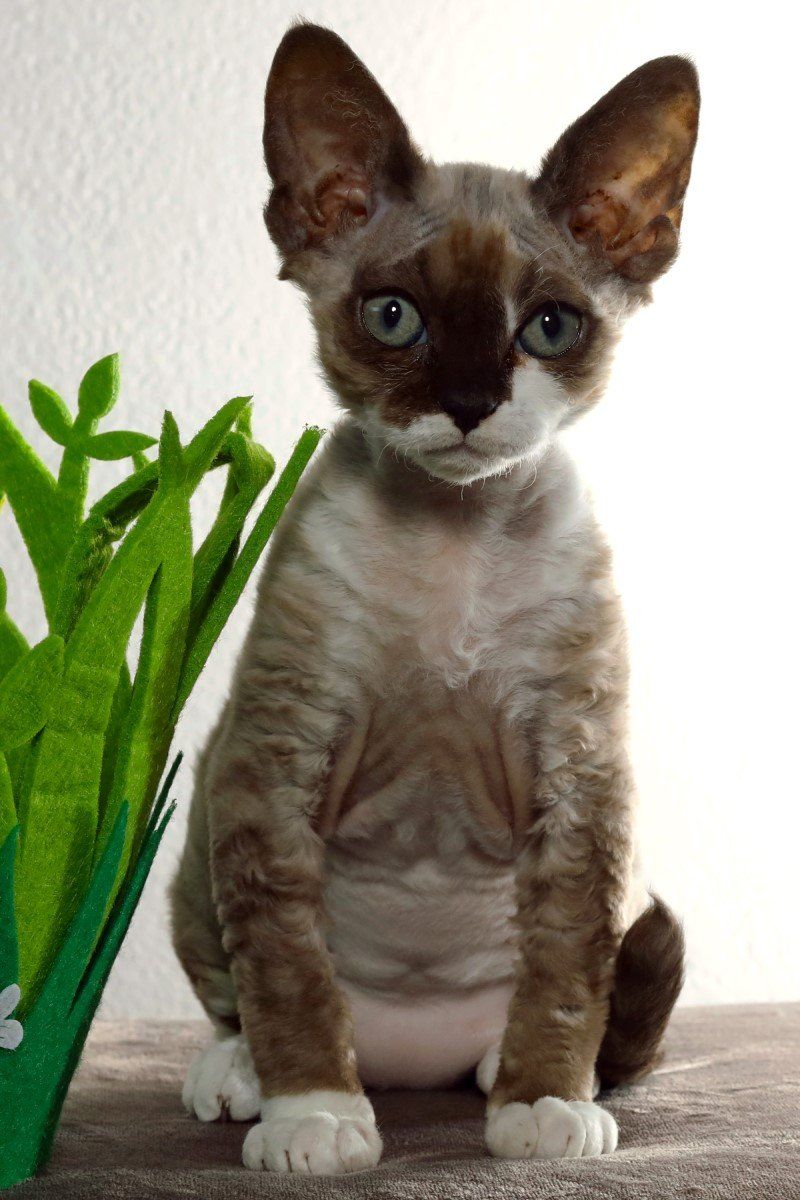 Devon Rex