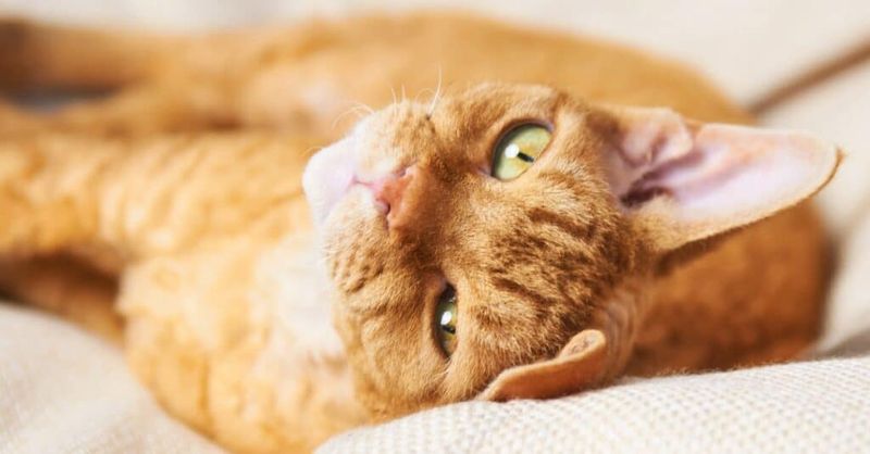 Devon Rex