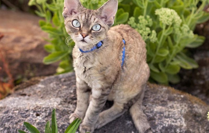 Devon Rex
