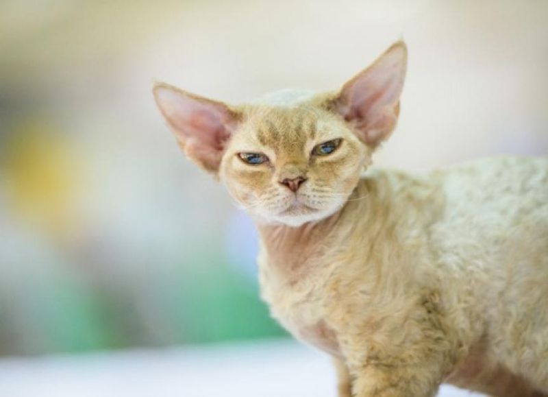 Devon Rex